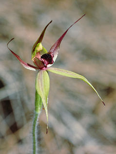 Leaping Spider Orchid (Caladenia macrostylis)