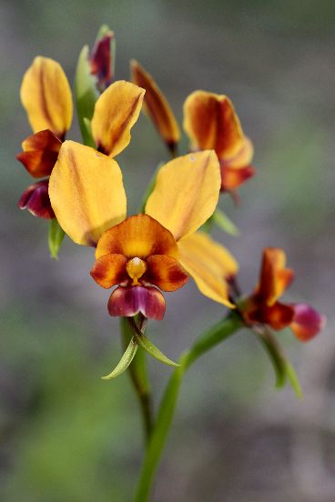 Pansy Orchid (Diuris magnifica)