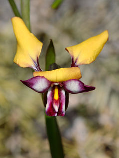 Unidentified Donkey Orchid (Diuris sp.)