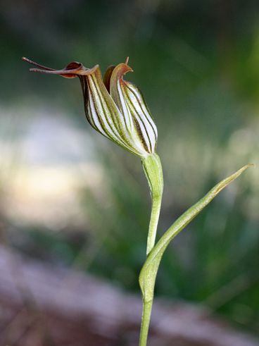 Jug Orchid (Pterostylis recurva)