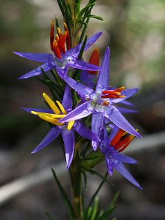 Tinsel Lily (Calectasia sp.)