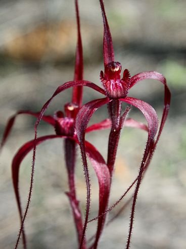 Blood Spider Orchid (Caladenia filifera)