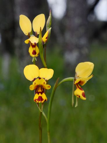 Bee Orchid (Diuris laxiflora)