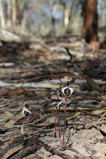 Winter Spider Orchid (Caladenia drummondii)