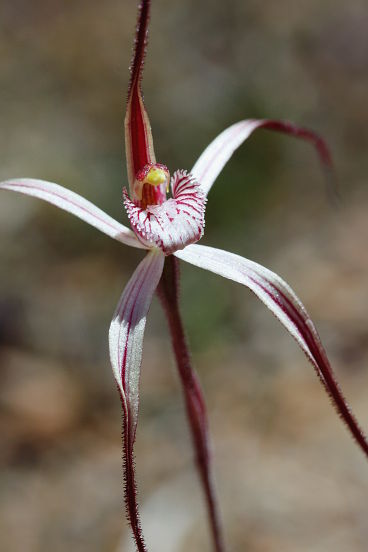 Joseph’s Spider Orchid (Caladenia polychroma)
