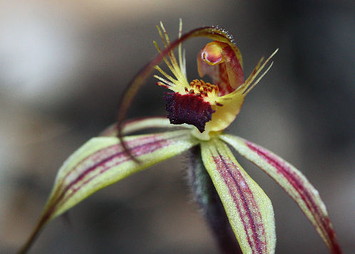 Williams’ Spider Orchid (Caladenia williamsiae)