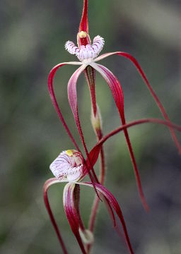 Chapman’s Spider Orchid (Caladenia chapmanii)