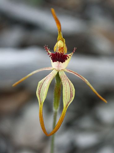 Clubbed Spider Orchid (Caladenia longiclavata)