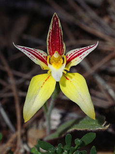 Brookton Highway Cowslip Orchid (Caladenia flava subsp. ‘late red’)