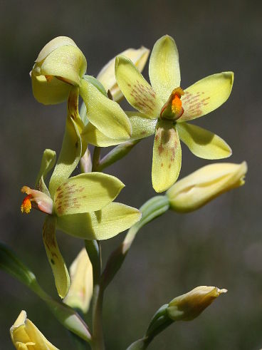 Custard Orchid (Thelymitra villosa)