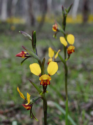 Common Donkey Orchid (Diuris corymbosa)