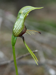 Dwarf Bird Orchid (Pterostylis galgula)