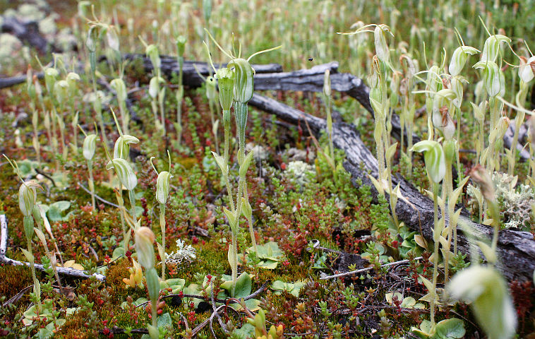 Hairy-stemmed Snail Orchid (Pterostylis sp. ‘inland’)