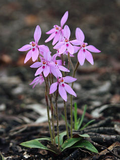 Little Pink Fairy Orchid (Caladenia reptans)