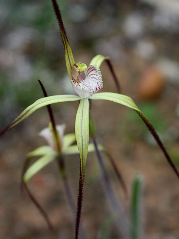 Primrose Spider Orchid (Caladenia xantha)