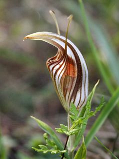 Red-veined Shell Orchid (Pterostylis hamiltonii)