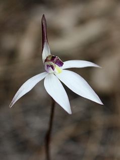 Sugar Orchid (Ericksonella saccharata)