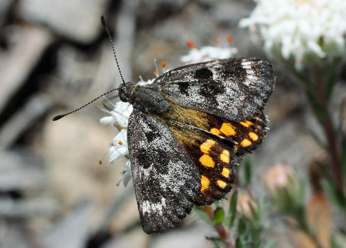 Sun Moth (Synemon sp. ‘Perth’ complex)