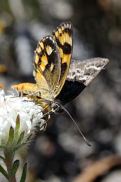 Sun Moth (Synemon sp. ‘Perth’ complex)