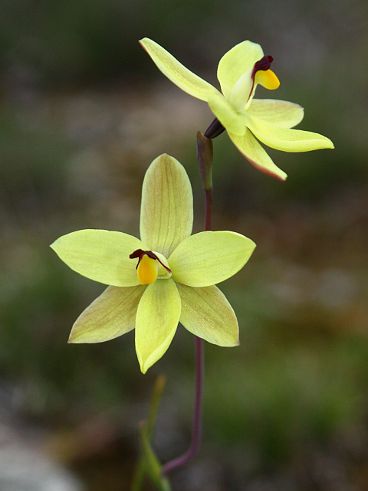 Vanilla Orchid (Thelymitra antennifera)