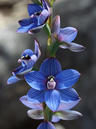 Wandoo Sun Orchid (Thelymitra latiloba)