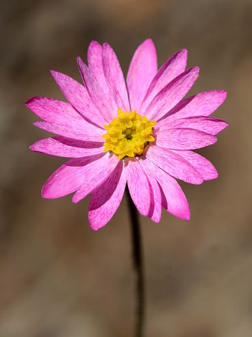 Unidentified wildflower