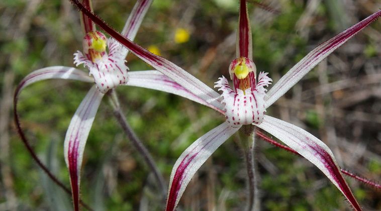 Talbot’s Spider Orchid (Caladenia pendens subsp. talbotii)