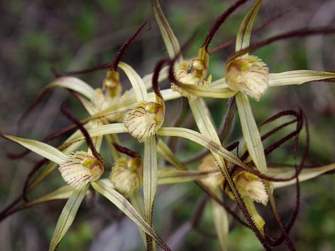 Wispy Spider Orchid (Caladenia sp.)