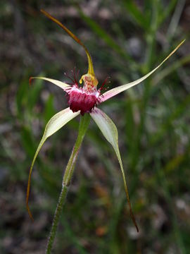 Caladenia arenicola × Caladenia georgei