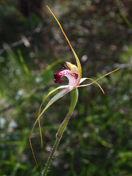 Caladenia arenicola × Caladenia georgei