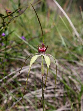Caladenia arenicola × Caladenia longicauda