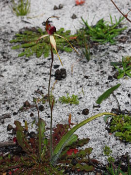 Caladenia arenicola × Caladenia paludosa