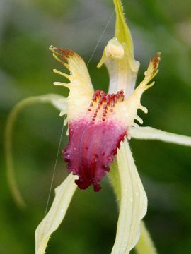 Caladenia attingens × Caladenia infundibularis
