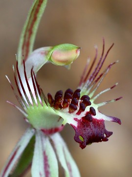 Caladenia corynephora