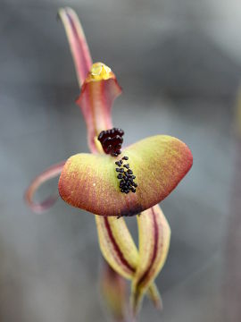 Caladenia doutchiae × Caladenia roei