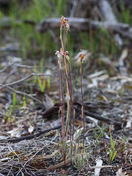 Caladenia doutchiae × Caladenia roei