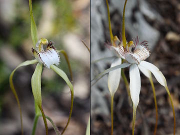 Caladenia longicauda × Caladenia uliginosa