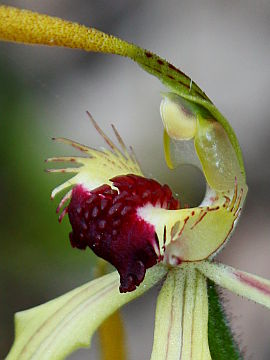 Caladenia magniclavata