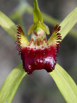 Caladenia paludosa × Caladenia sp.