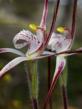 Caladenia pendens