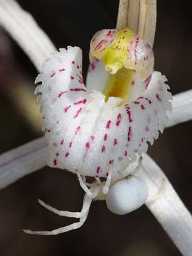 Caladenia sp.