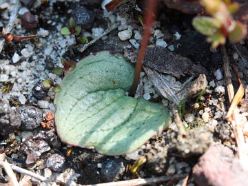 Drakaea gracilis