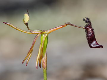 Drakaea gracilis × Drakaea livida