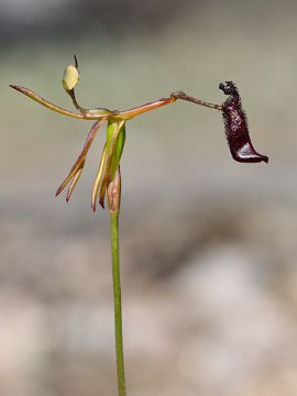 Drakaea gracilis × Drakaea livida