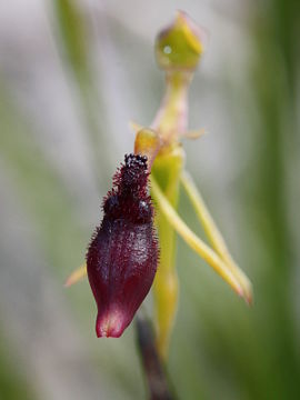Drakaea thynniphila
