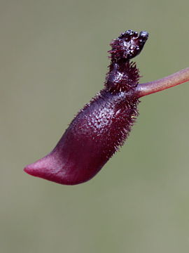 Drakaea thynniphila