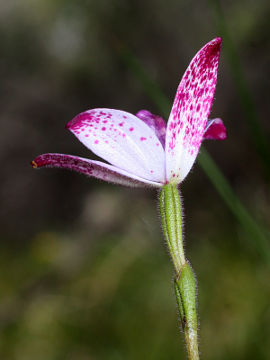 Elythranthera × intermedia