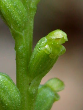 Microtis parviflora