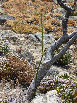 Prasophyllum brownii