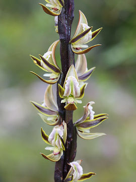 Prasophyllum giganteum